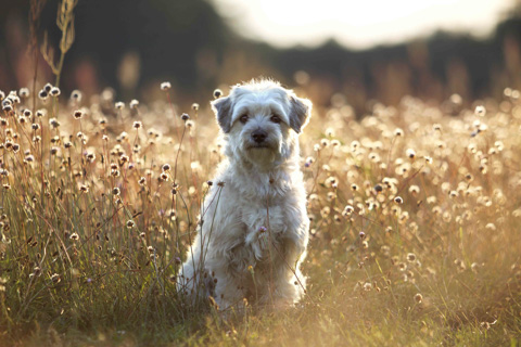 kleiner Hund im Blumenfeld, Brandenburg